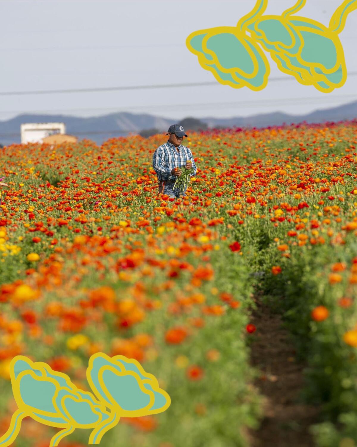 Martin Gonzalez harvests ranunculas from the Flower Fields east of Interstate 5 in Carlsbad. 