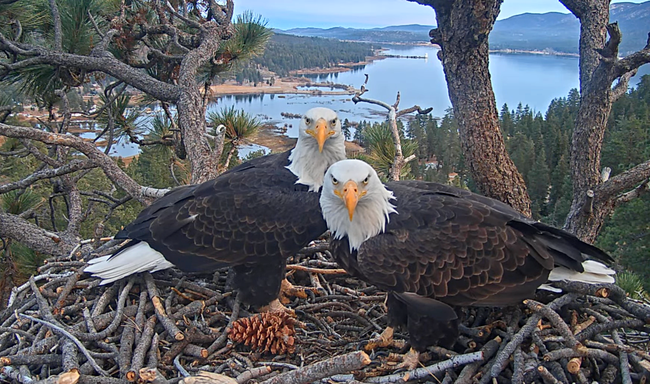 Big Bear’s Bald Eagles were spotted mating for the first time this season.