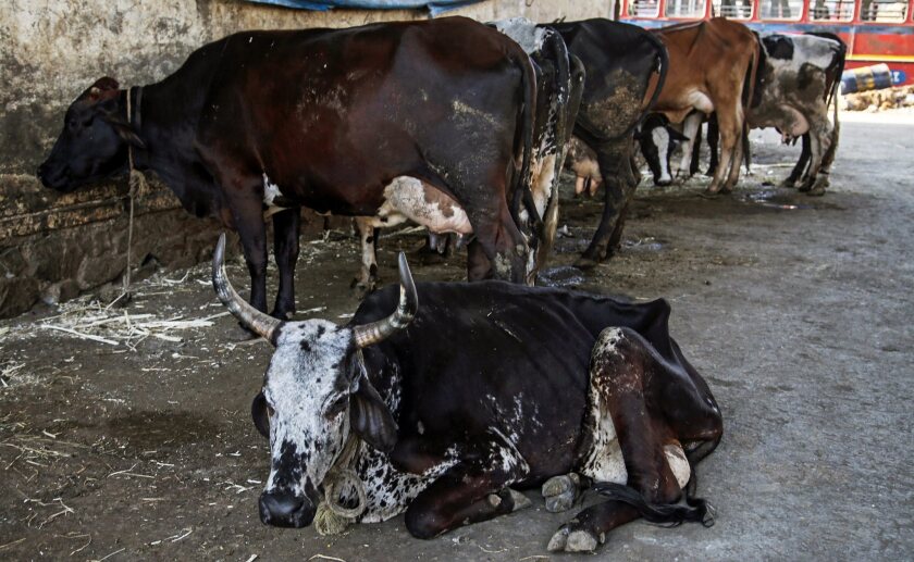 Cattle stand in the local shelter on the outskirts of Mumbai, India, on March 13. India's western state of Maharashtra has announced a ban on the sale or possession of beef.