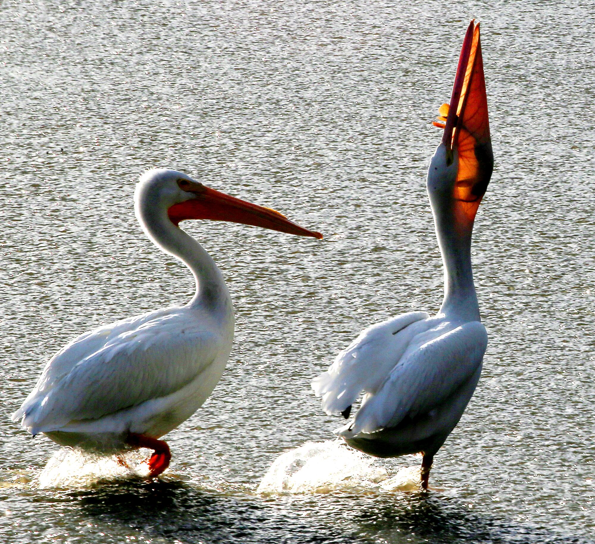 Pelicans feed in the Los Angeles River in Long Beach after the recent storm.
