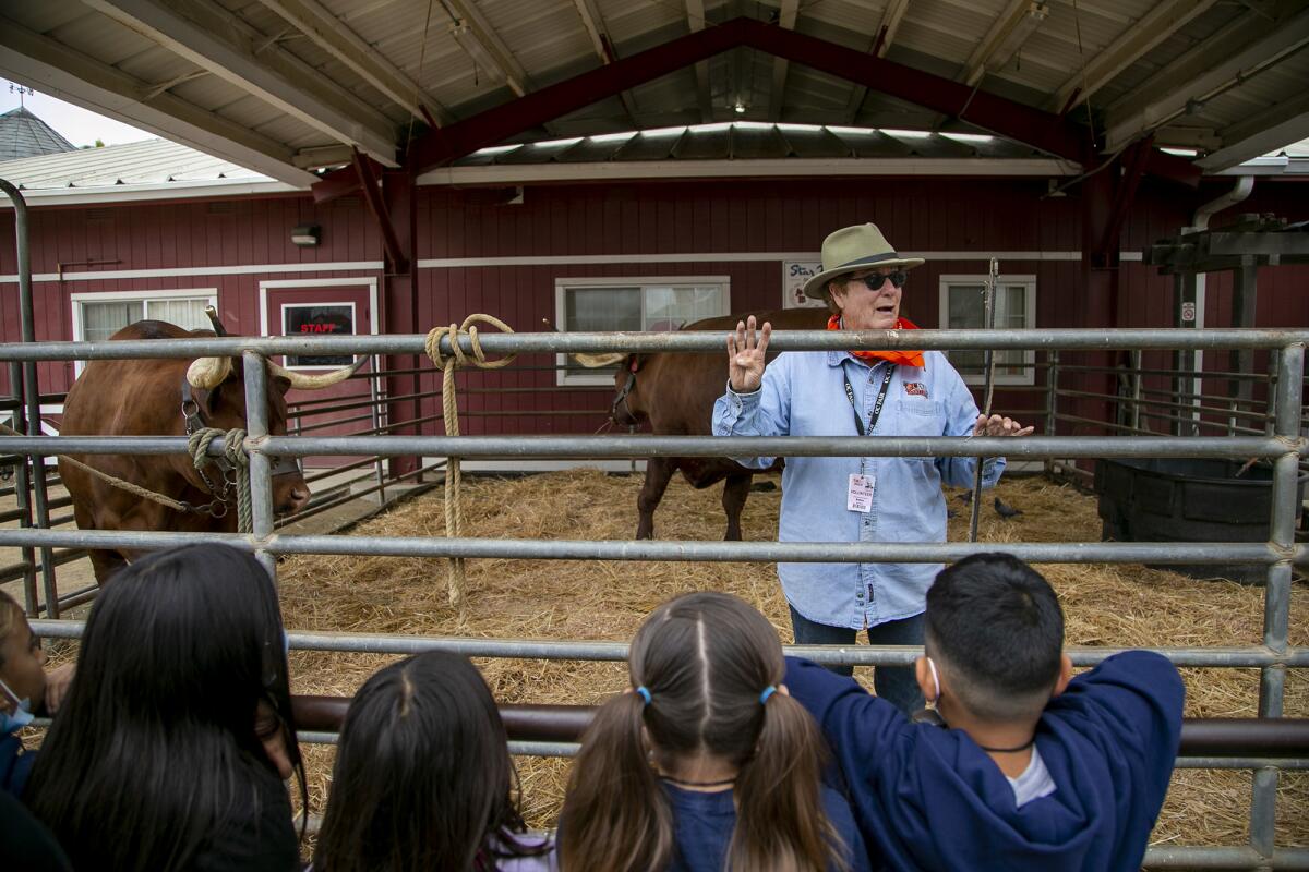 Robin Alward, a Seal Beach retiree and 15-year volunteer with Centennial Farm, talks about oxen Hoss and Howie Thursday. 