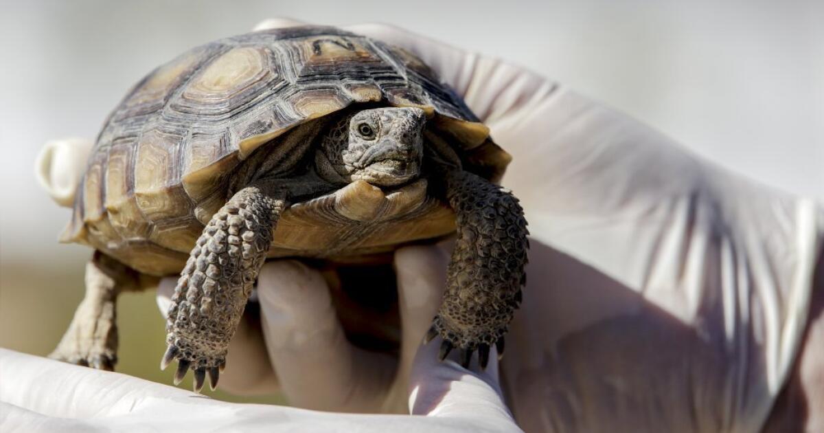 Marine Corps postpones plans to translocate 1,185 tortoises for training grounds