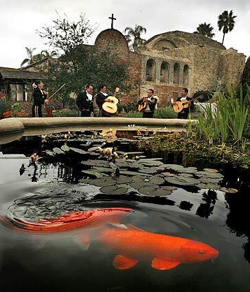 The koi in the pond in at Mission San Juan Capistrano swim animatedly during Monday's Return of the Swallows celebration, but the elusive birds are conspicuously absent.