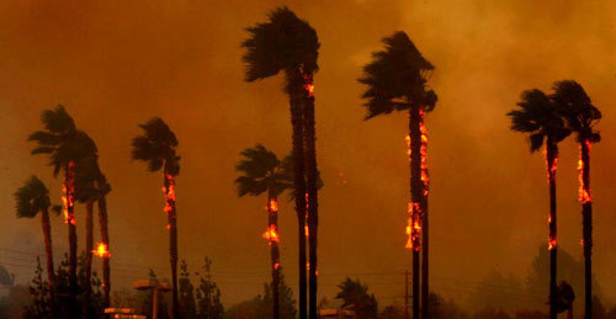 Palm trees on fire