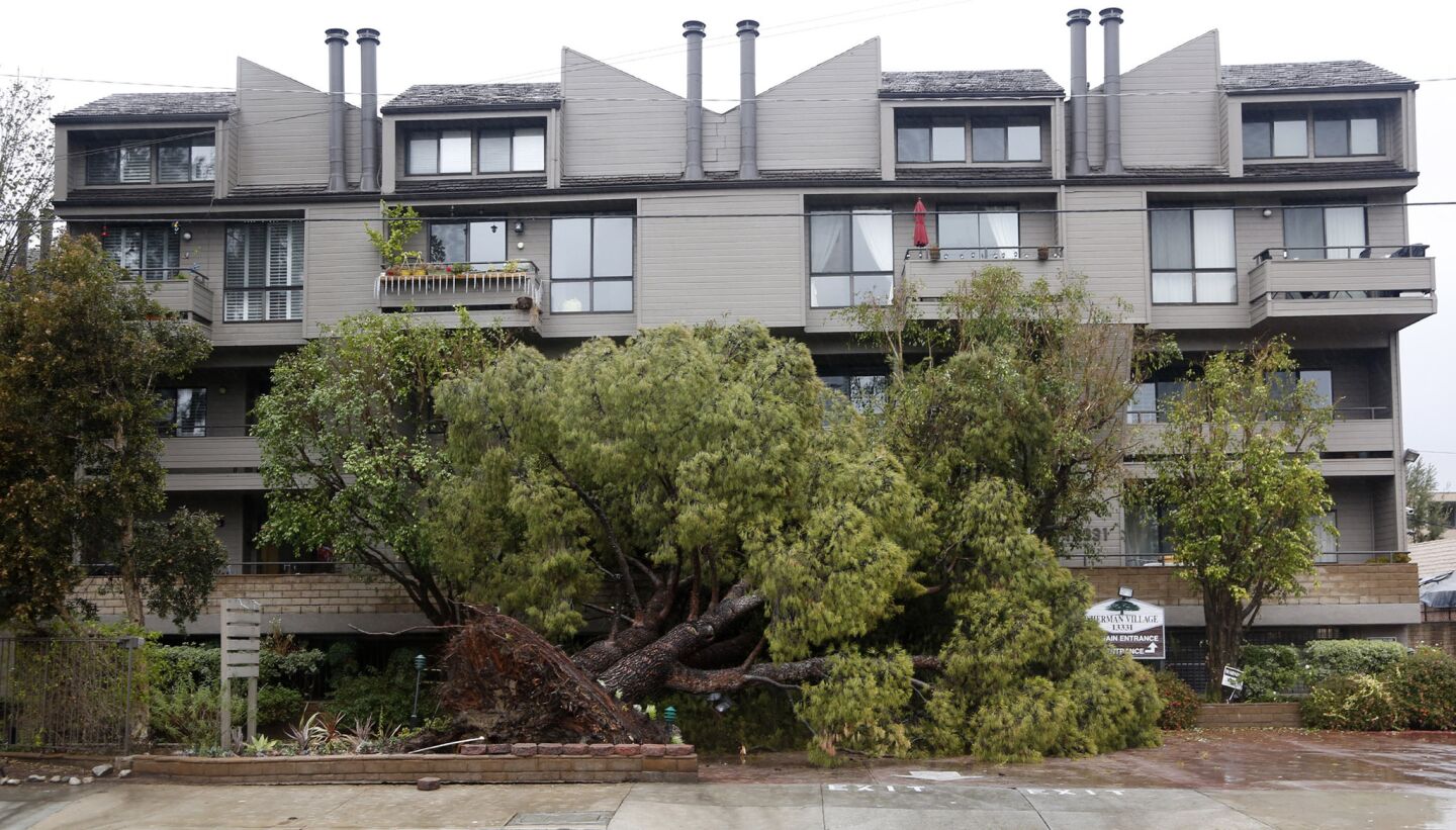 A large tree fell in front of the Sherman Village complex on Moorpark Street in Sherman Oaks.