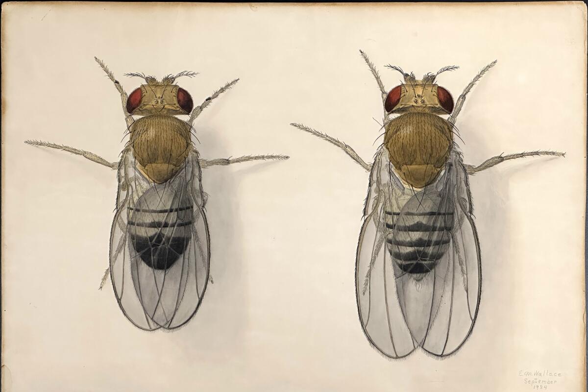 "Drosophila," 1934, Edith M. Wallace. Ink and watercolor on paper.