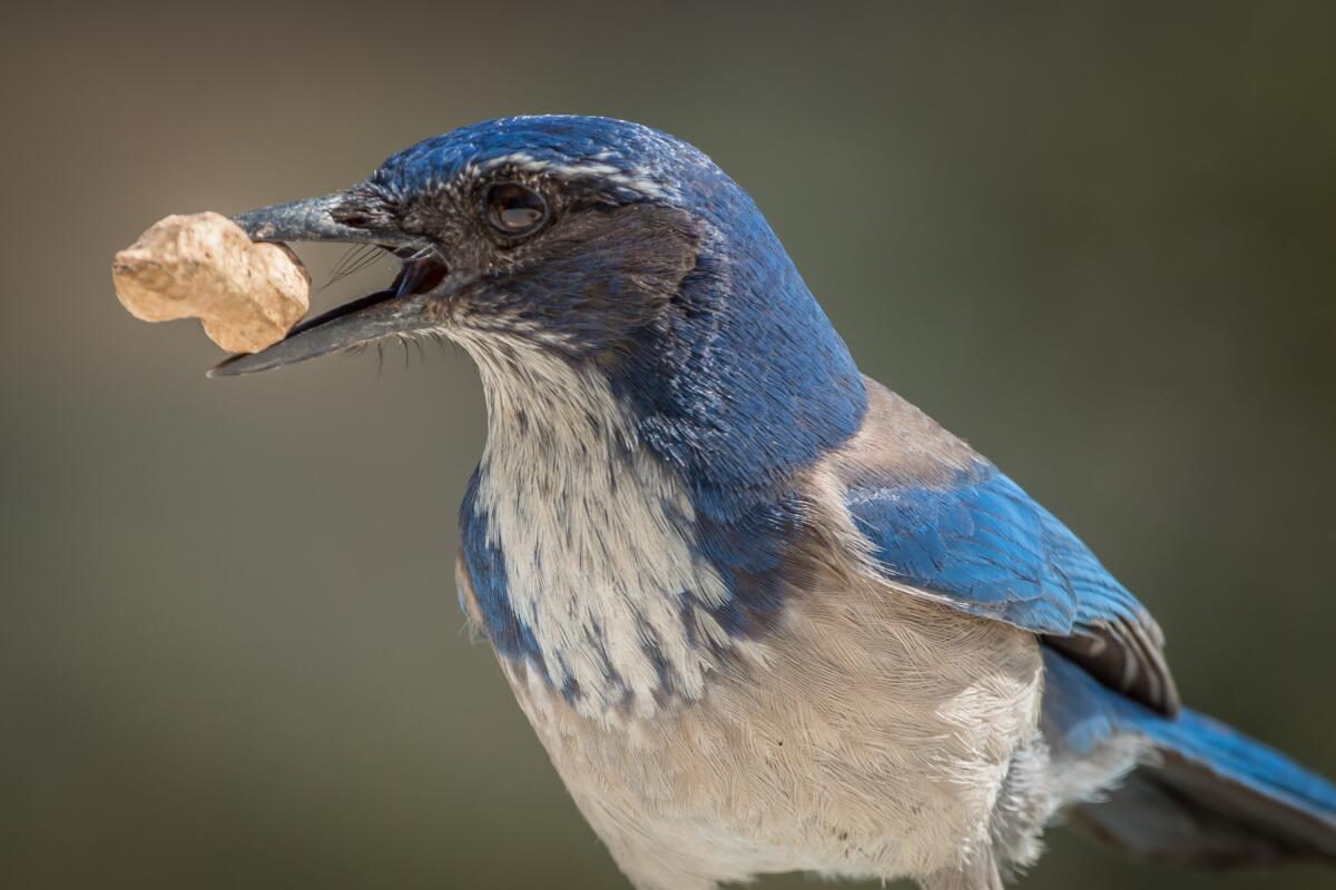 Scrub jays will eat black oil sunflower seeds but are crazy about peanuts.
