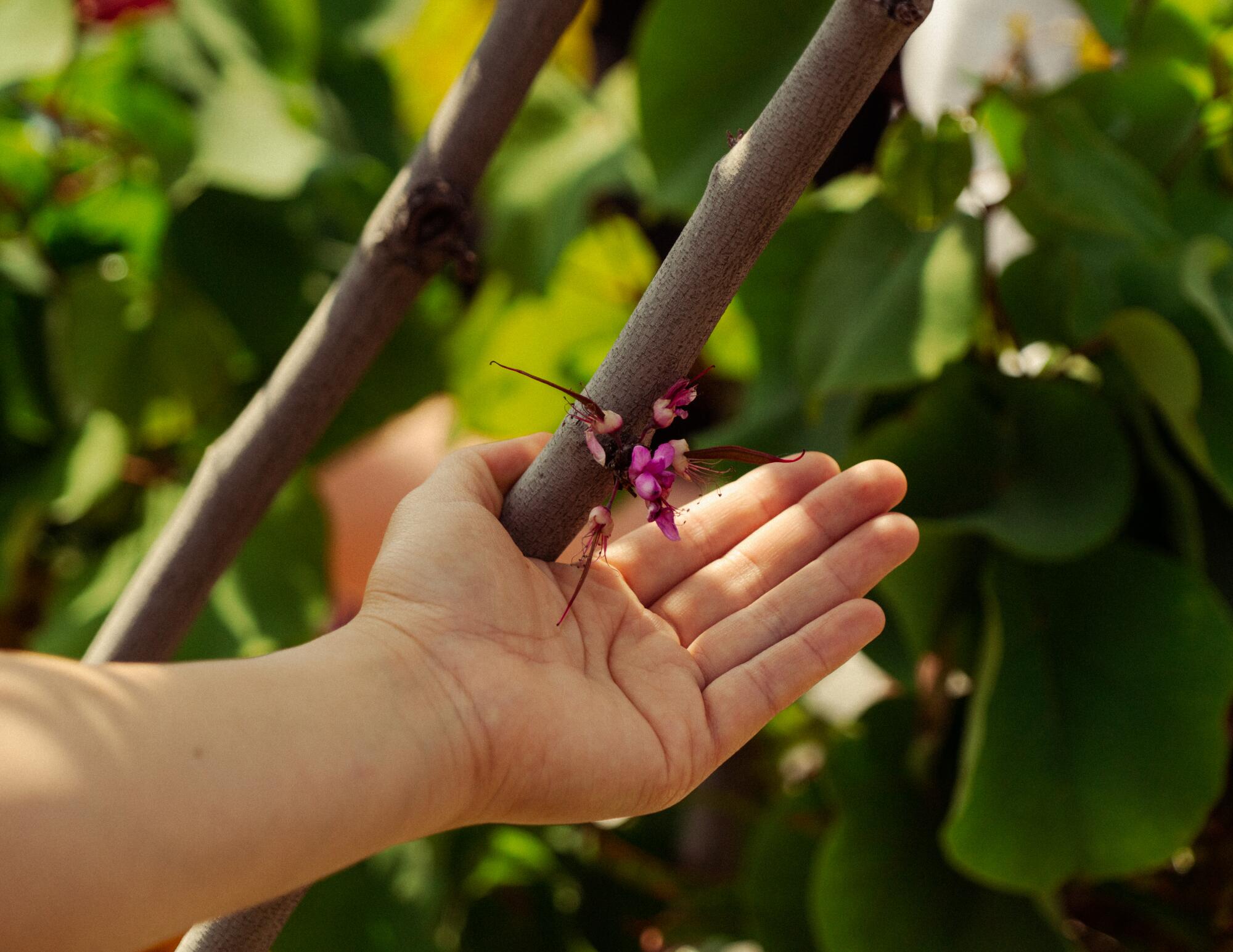 A hand caressing pink flower buds on a branch.