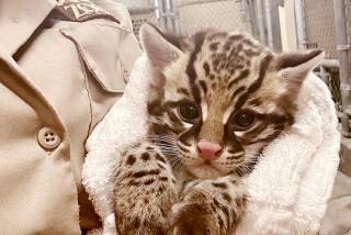 A male ocelot kitten was born Sept. 12 at the Los Angeles Zoo. 