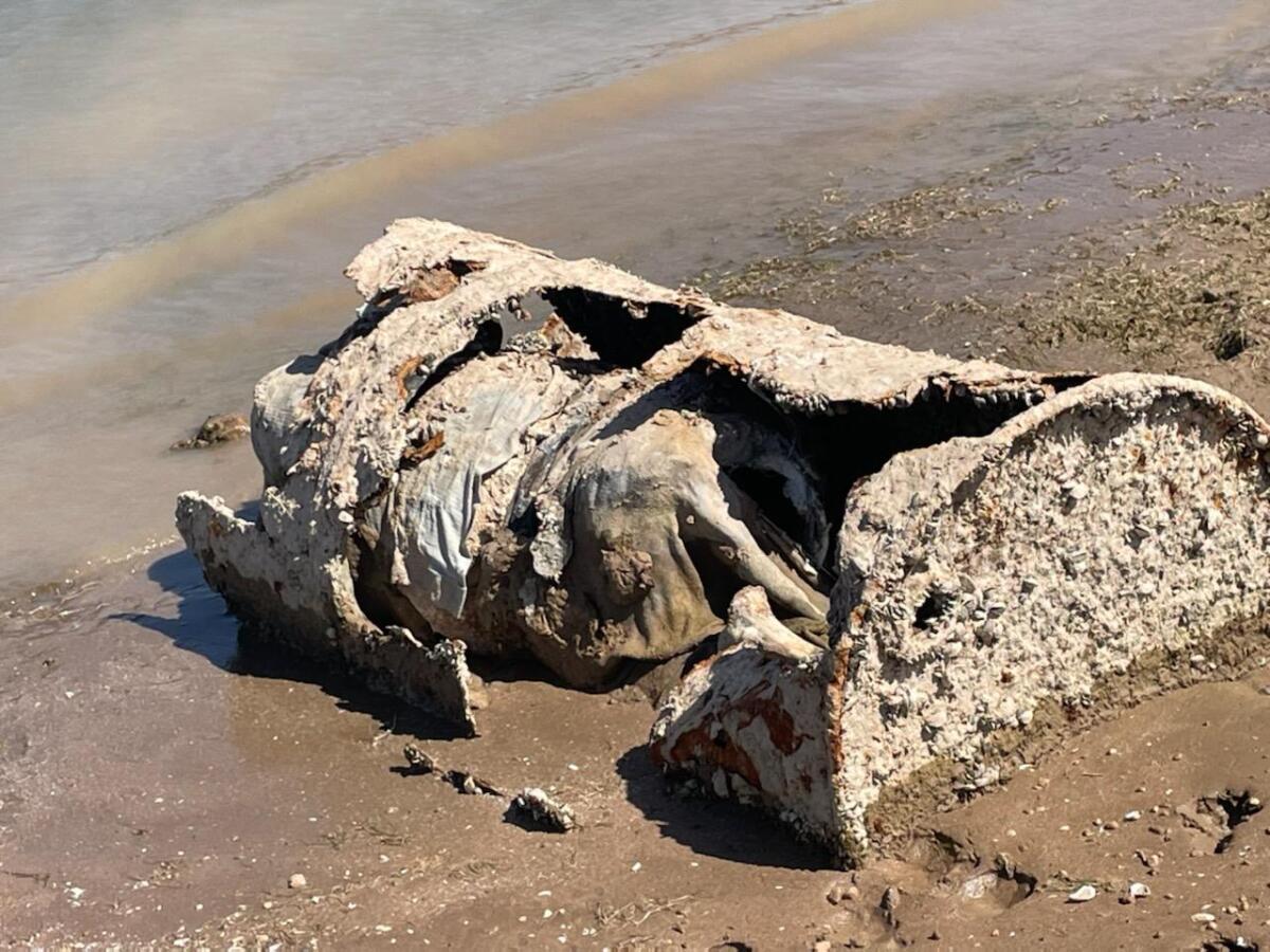 Skeletal remains inside a barrel on the shoreline of a lake