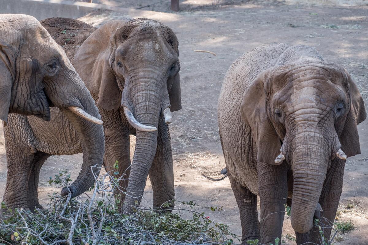 Former residents Lisa, M'Dunda and Donna at the Oakland Zoo.