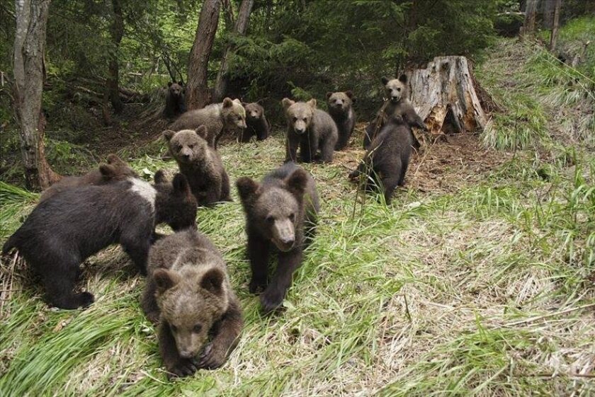 Romanian specialists teach orphaned bear cubs how to survive in ...