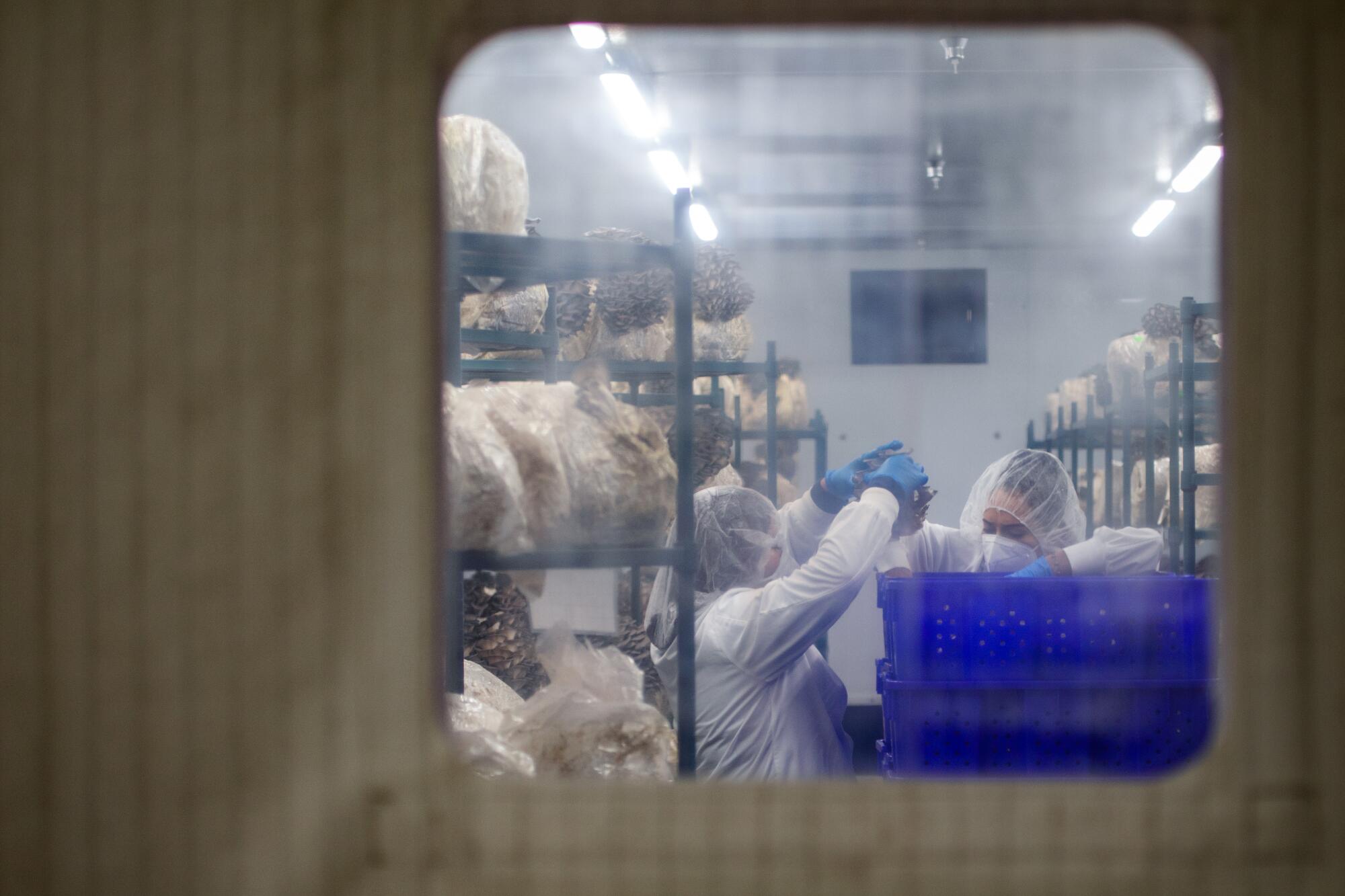A person in a lab coat harvesting mushrooms in a lab, seen through the glass window in a closed door.