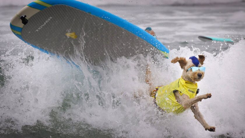 Dogs Stay Cool At Imperial Beach Surf Dog Competition The San Diego Union Tribune