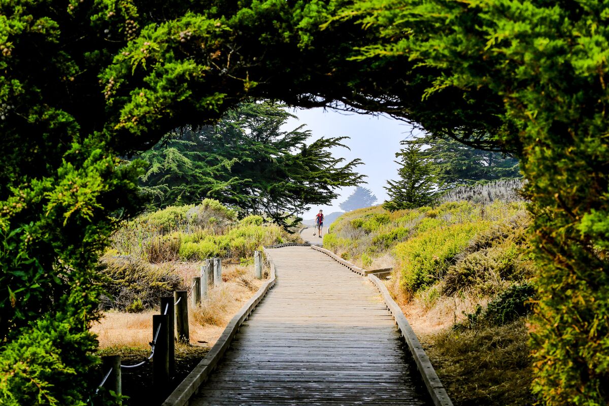 A man walks a dog underneath a cypress tree canopy over the beach boardwalk