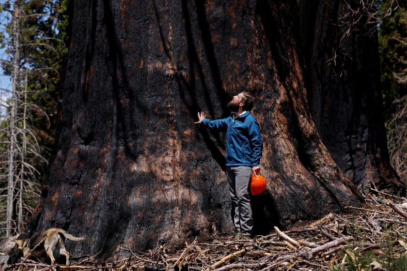 SEQUOIA CREST, CA - MAY 25: Tim Borden, 33, giant sequoia restoration and stewardship manager for Save the Redwoods League, next to a giant sequoia killed by the 2020 wildfires, on the Save the Redwoods League's Alder Creek grove property on Thursday, May 25, 2023 in Sequoia Crest, CA. Save the Redwoods League will undertake planting 30,000 giant sequoia seedlings at their Alder Creek grove property in the western Sierra, as part of their ongoing efforts to restore giant sequoia groves devastated by wildfires in recent years. Crews are planting giant sequoia seedlings in the Alder Creek grove that was burned by the 2020 SQF Complex/Castle Fire that killed 10 to 14% of the world's natural population of the trees. (Gary Coronado / Los Angeles Times)