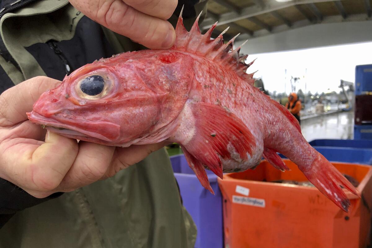 Kevin Dunn, who fishes off the coasts of Oregon and Washington, holds an aurora rockfish at a processing facility in Warrenton, Ore.