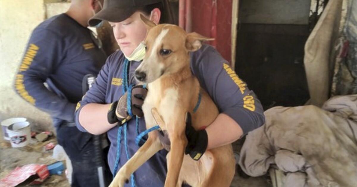 Dozens of dogs, many dead, found in Riverside County home of animal hoarder