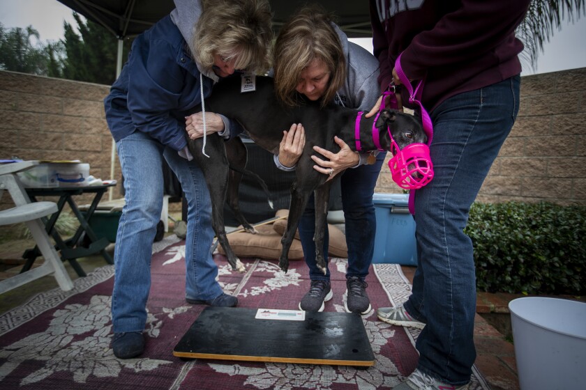 Ellen O’Donnell, left, and Tracy Walters hold Jolene, a black greyhound wearing a pink muzzle, in preparation to weigh and measure her.