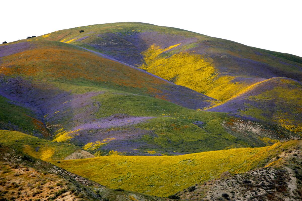 Yellow, purple, green and orange flowers cover the hills at Carrizo Plain National Monument