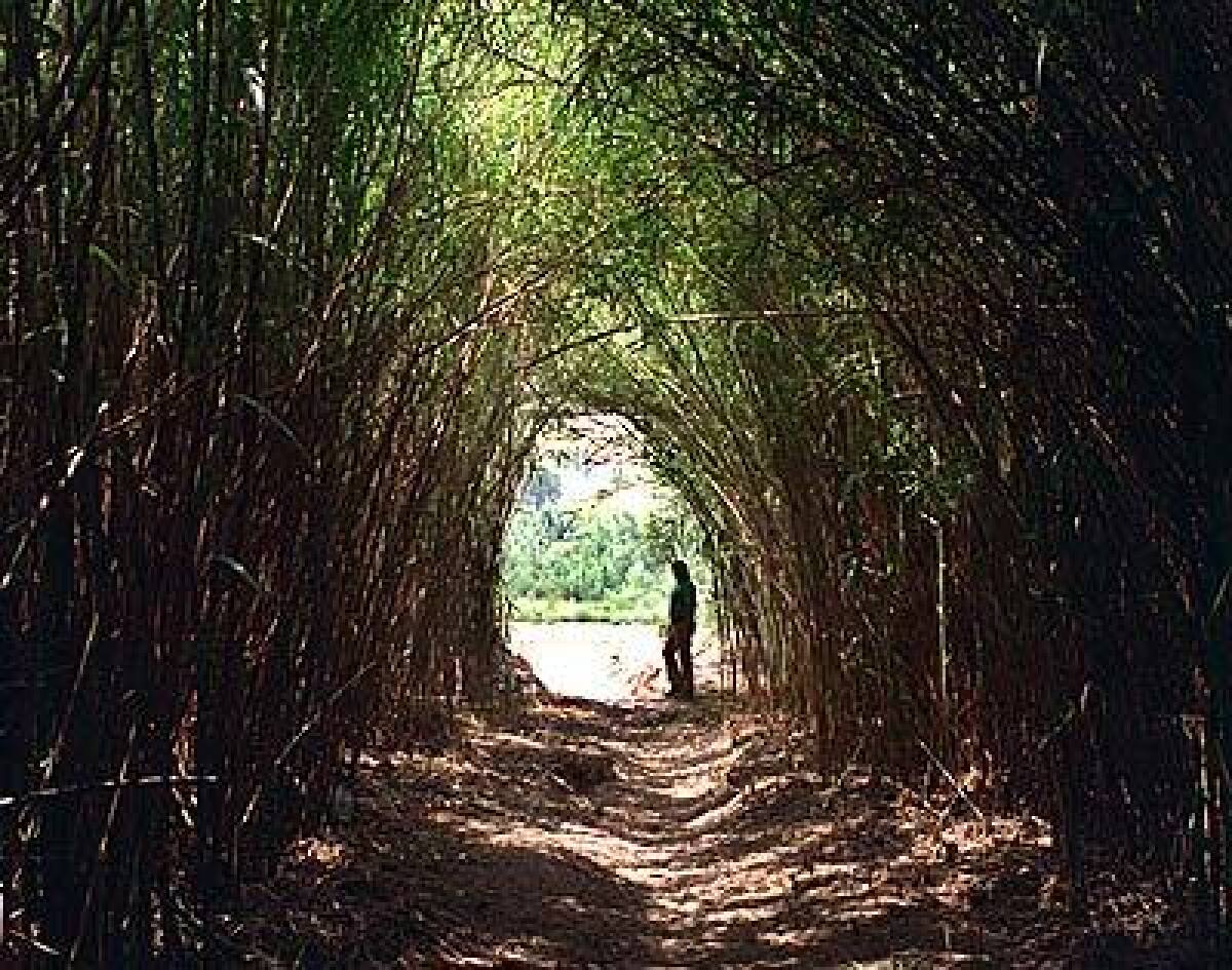 Densely packed arundo crowds the Hidden Valley Wildlife Area in Riverside, forcing rangers to tunnel through it.