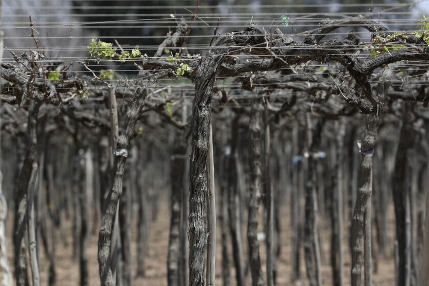 A vineyard stands in Ica, Peru, Monday, Sept. 28, 2020. More than 500 Pisco producers have seen their sales collapse by half and thousands of grape growers have had their fields ruined because of the late harvests, because of the strict lockdown implemented to stop COVID-19. (AP Photo/Martin Mejia)