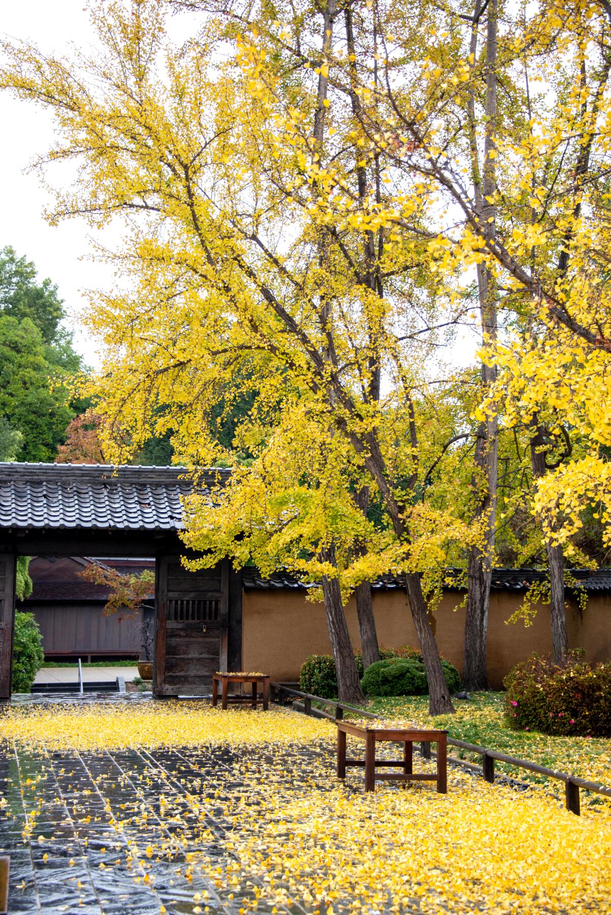 Ginkgo trees turn gold at the Huntington Botanical Gardens.