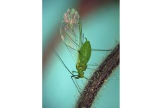 In this photo provided by Andrew Jensen, an aphid feeds on a native flowering plant called "prairie smoke" (Geum triflorum) in Idaho near Slate Creek in the Nez-Perce National Forest on May 25, 2013. The species name is Macrosiphum euphorbiae, also known as "potato aphid," which is native to the U.S. and Canada. As if the smoke and haze sweeping in from fires in Canada weren’t enough, some parts of New York City are swarming with aphids. (Andrew Jensen via AP)