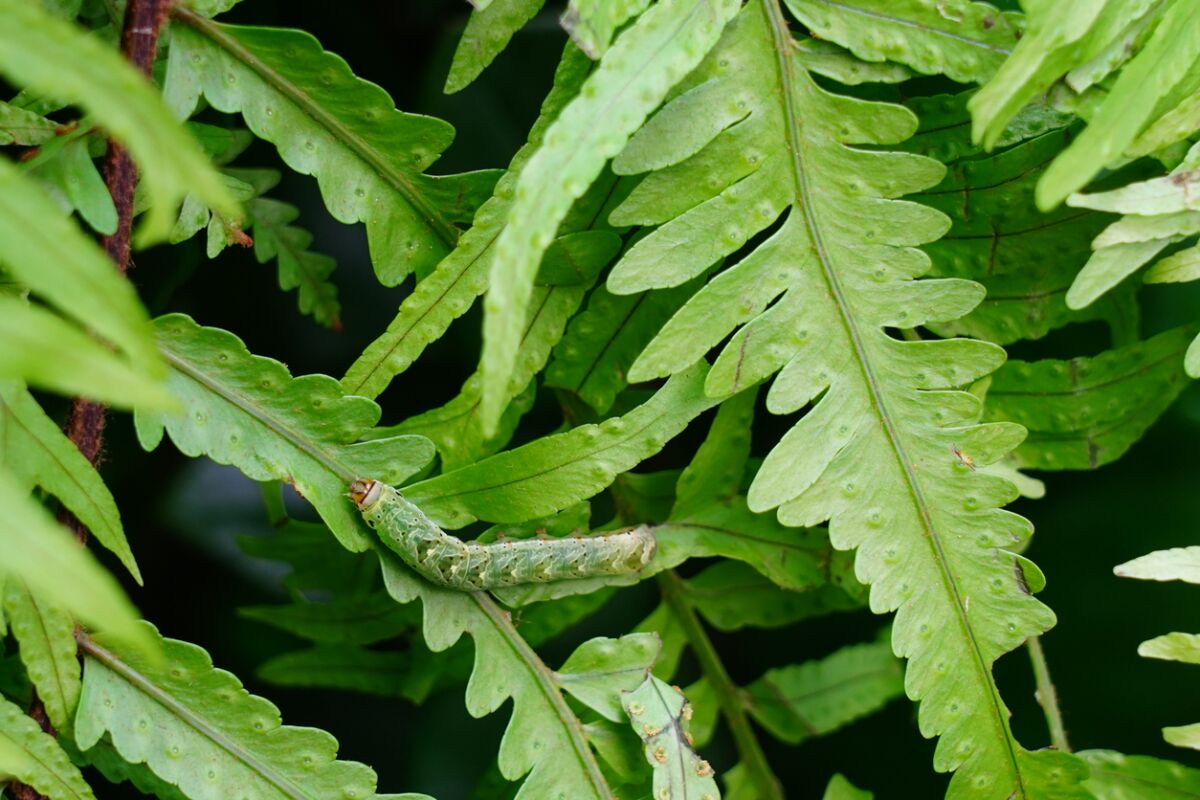 Green caterpillar crawls along on green leaves.