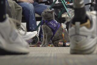 This image taken from video shows kitten Lola-Pearl looking up at attendees during a Amputees Coming Together Informing Others' Needs meeting on Monday, Dec. 11, 2023, in Troy, Ohio. More than five years ago, someone left the kitten with twisted back legs at a Missouri animal shelter. The cat was transferred to specialists in Iowa who amputated her left hind leg. She was soon after adopted by a woman who lost her left leg after a near-fatal car accident. Now the duo has partnered with a non-profit that registers therapy animal volunteer teams. They visit hospitals, nursing homes and even amputee support groups to aid in therapy and other activities to improve well-being in communities. (AP Photo/Patrick Orsagos)