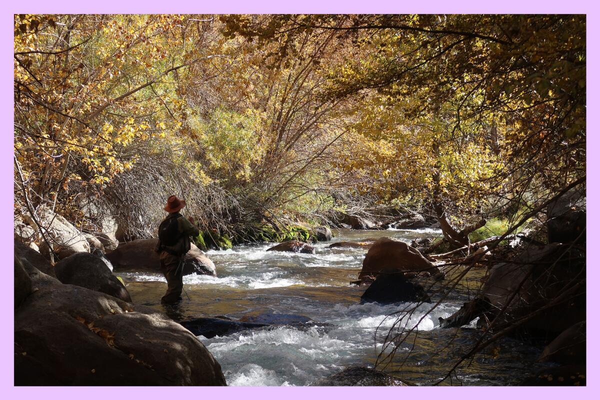 The silhouette of a person fly-fishing in a stream surrounded by trees