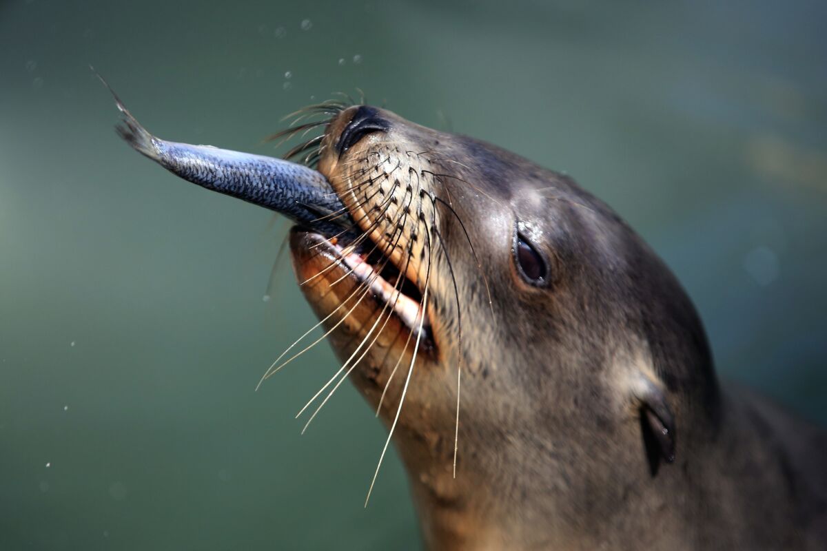 California sea lion crisis: Warmer seas may be to blame - Los Angeles Times