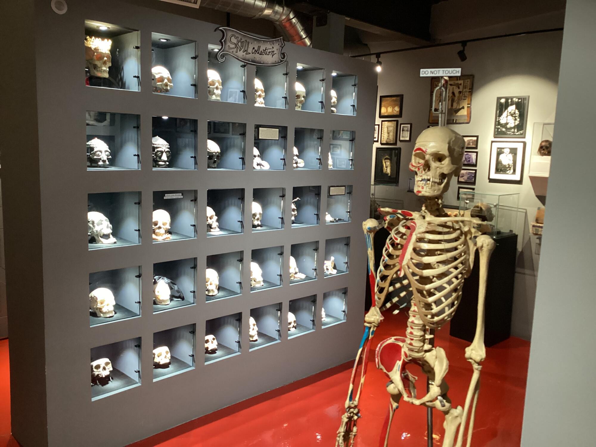 A skeleton stands in front of a wall of skulls inside the Museum of Death.