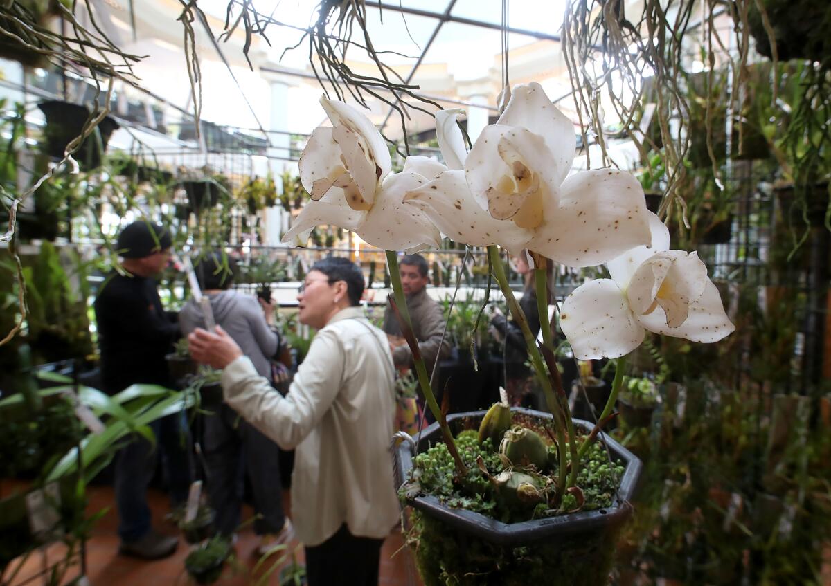 Guests explore hundreds of options at Andy's Orchids during South Coast Plaza's Spring Garden Show in Costa Mesa Thursday.