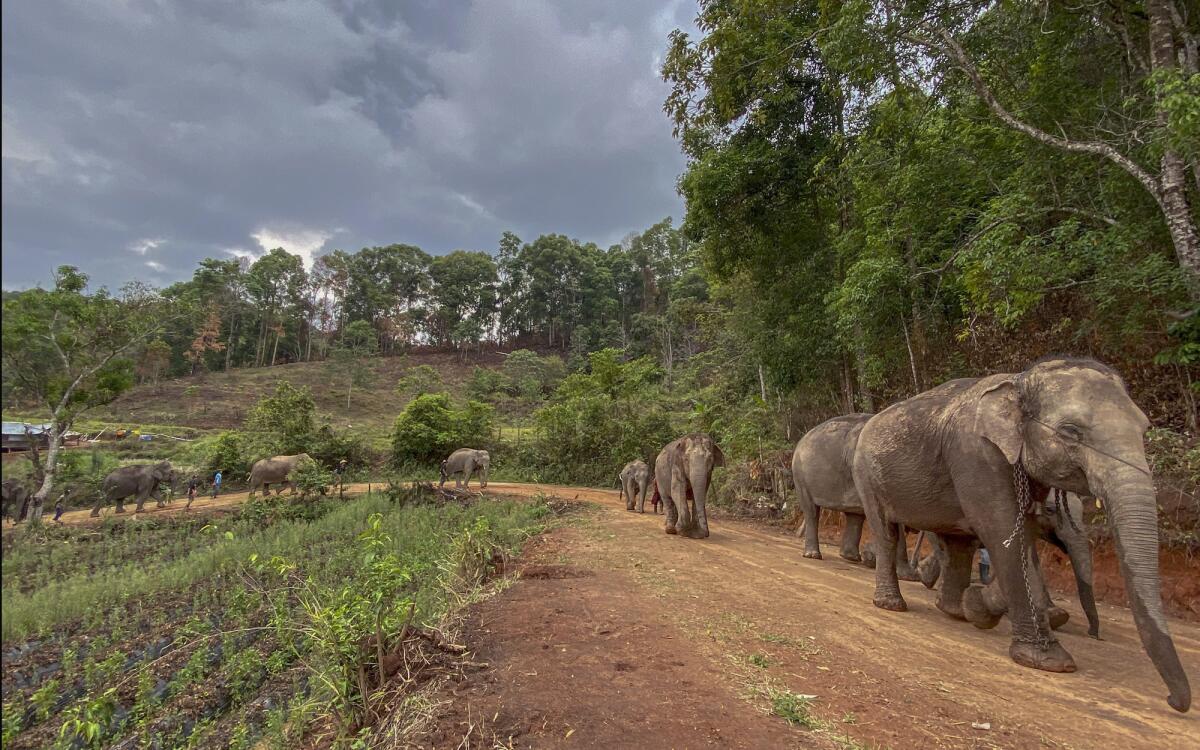 A herd of 11 elephants makes a 93-mile journey from Mae Wang to Ban Huay in Thailand.