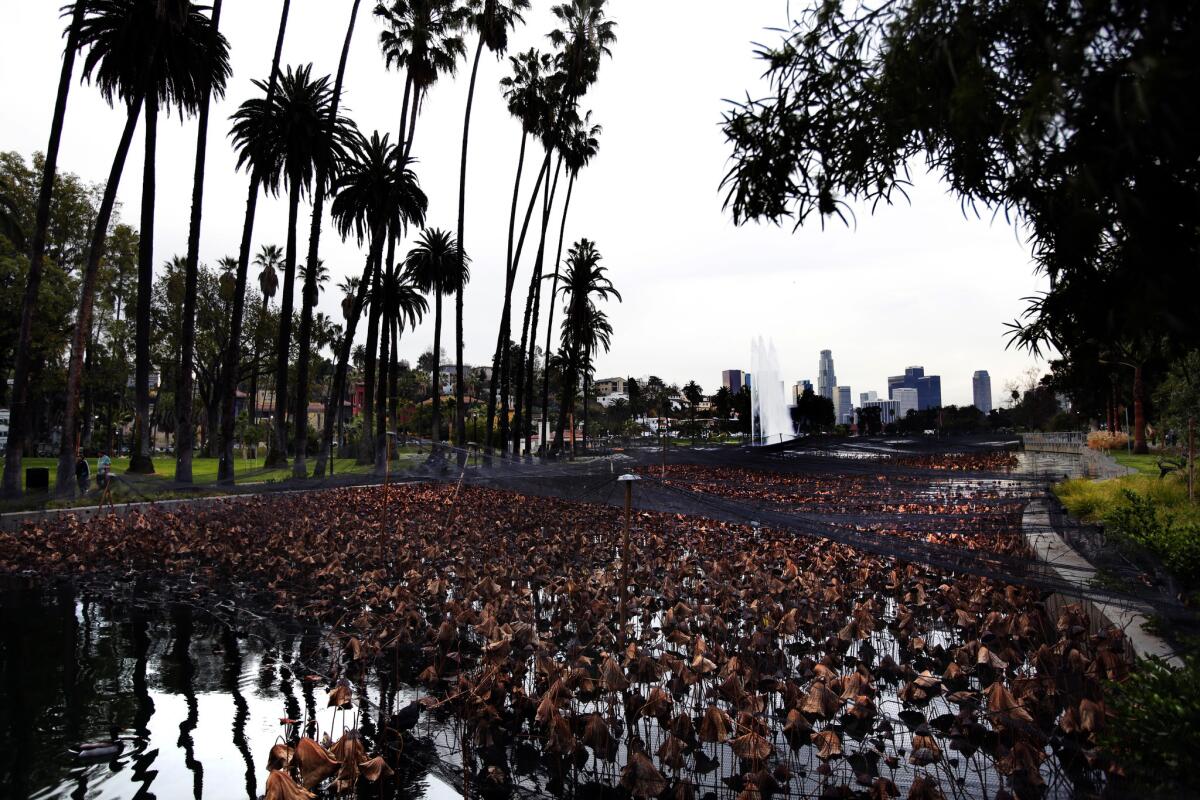 Brown, dormant lotus plants stand in Echo Park Lake. They'll be back, experts say.