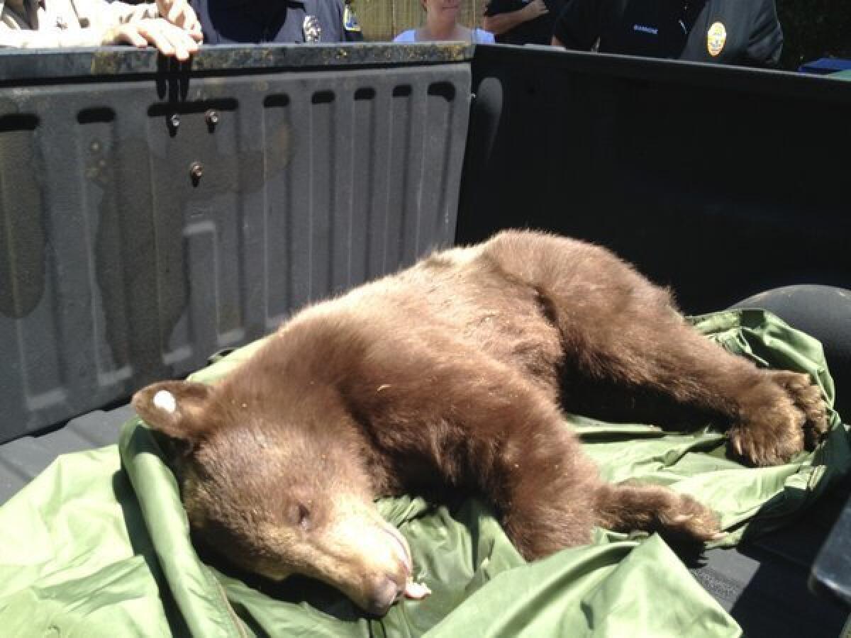 A tranquilized black bear slumbers in the back of a truck in Sierra Madre on Monday after being captured by California Department of Fish and Wildlife officials. The young female had led Sierra Madre police on a lengthy chase through the San Gabriel Valley foothill community.