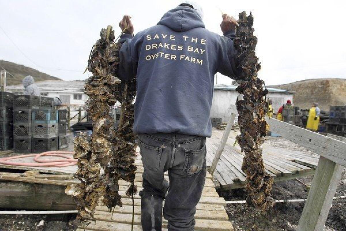 Drakes Bay Oyster Co. worker Jorge Mata carries strings of the shellfish at the farm, which operates in the Point Reyes National Seashore.