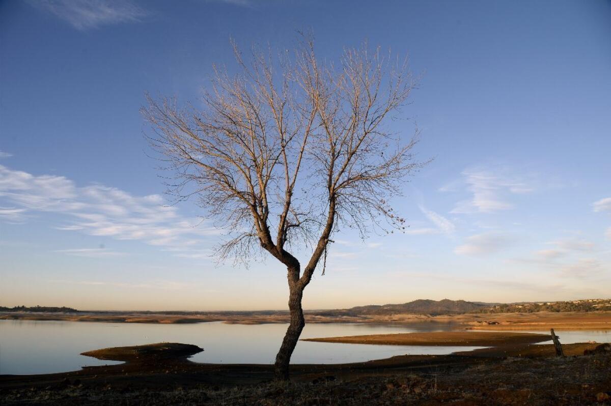 Seen above on Tuesday, a tree that is usually at the banks of Folsom Lake outside Sacramento is now several hundred feet away from the water. In his drought emergency declaration, Gov. Jerry Brown asked Californians to cut their water usage by 20%.