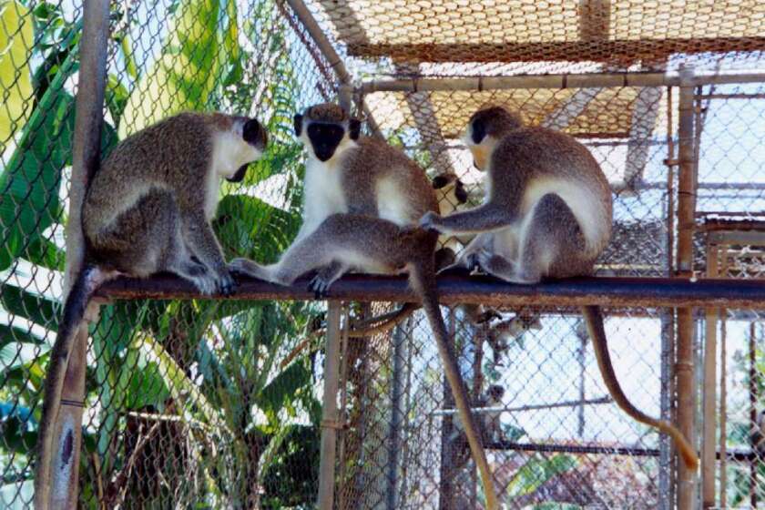 Vervet monkeys, seen here in the Caribbean nation of St. Kitts and Nevis, have been used to show that a neurotoxin produced by algae blooms may jump-start some of the brain changes seen in Alzheimer's disease.