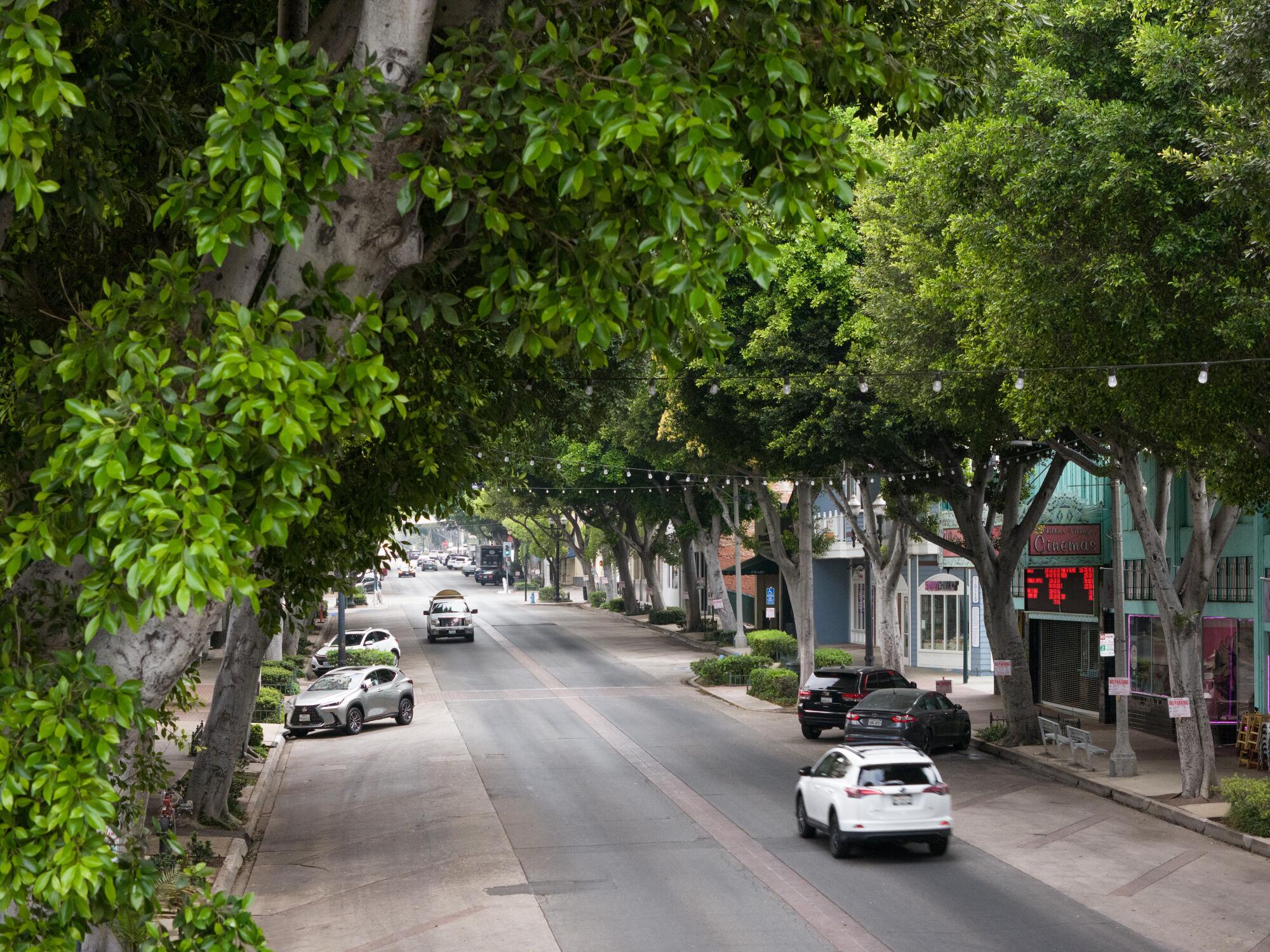 Big trees line both sides of a street.