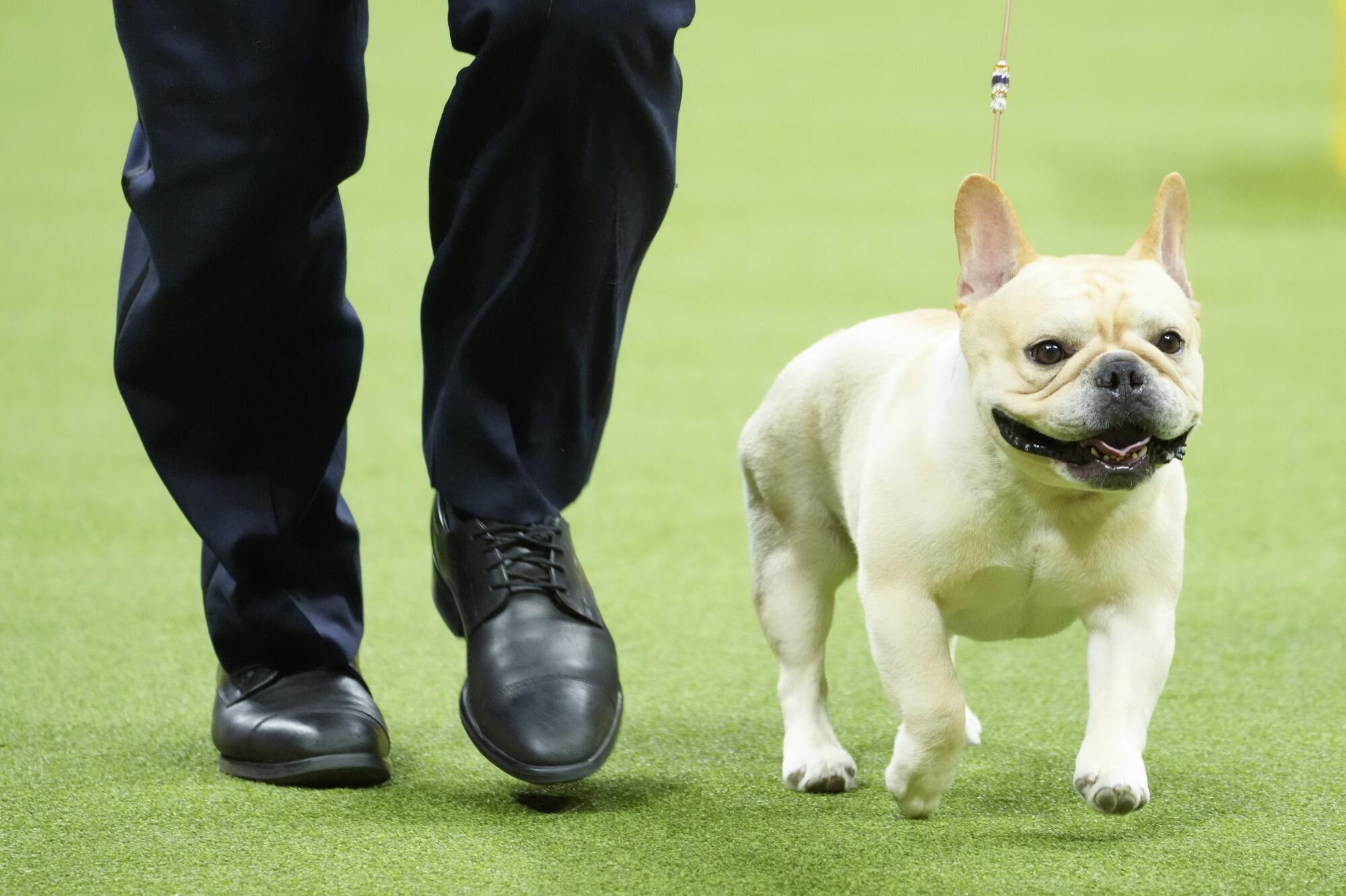 Winston, a French bulldog, competes in the non-sporting group competition during the 147th Westminster Kennel Club Dog show