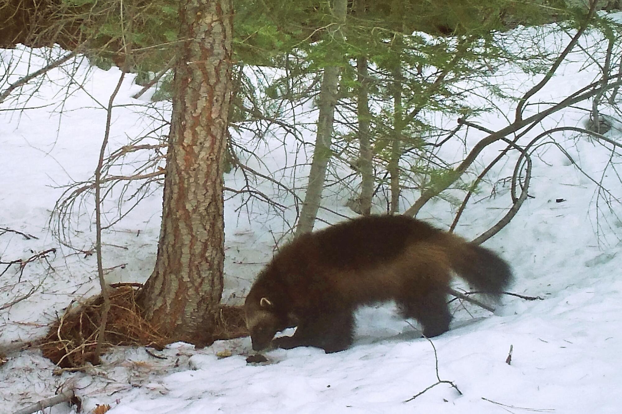 A wolverine stands on snow in a pine forest. 