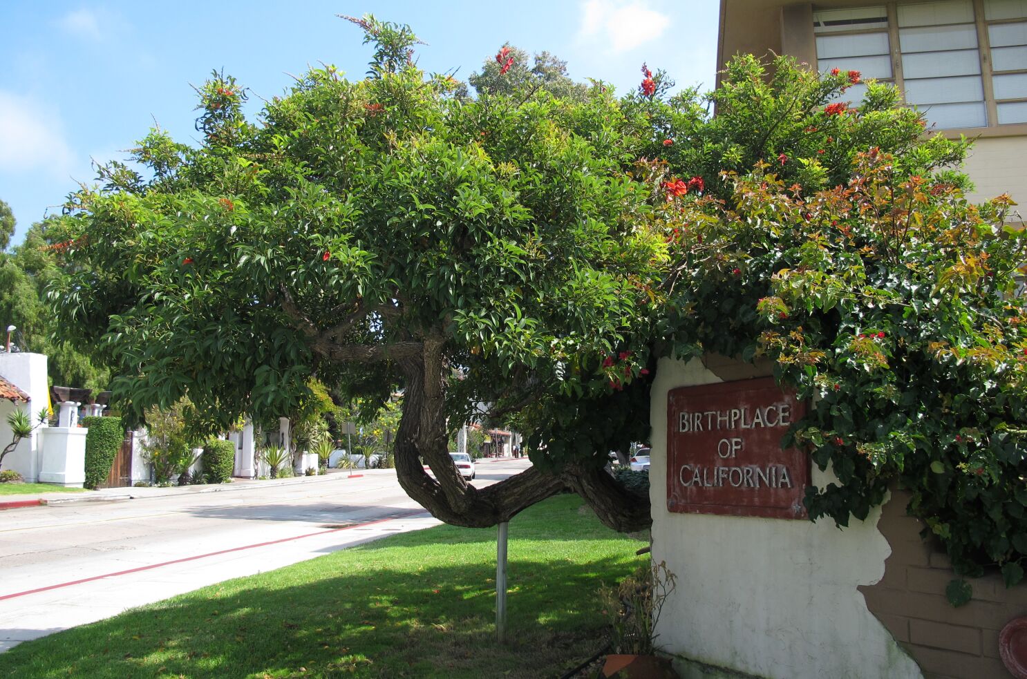 10 great small trees for San Diego gardens - The San Diego Union-Tribune