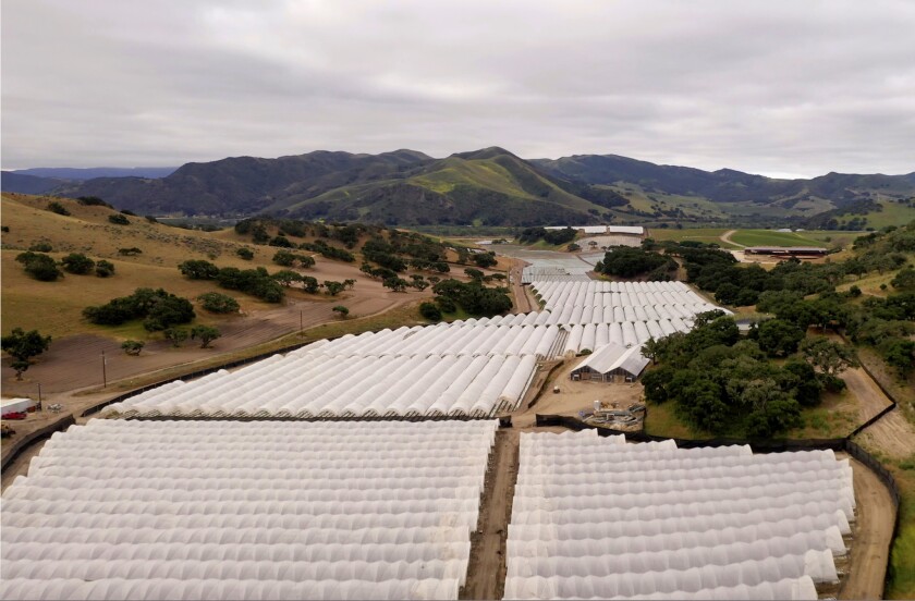 The hills of Santa Barbara County’s famed wine region have become the unlikely capital of California’s legal pot market. Now, rolling vineyards and country estates find themselves next to sprawling rows of white plastic hoop houses.
