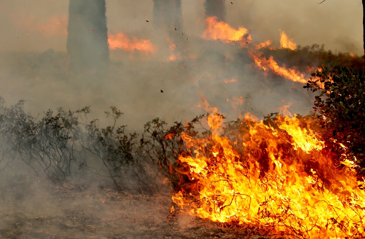 The Caldor fire burns through underbrush in El Dorado National Forest