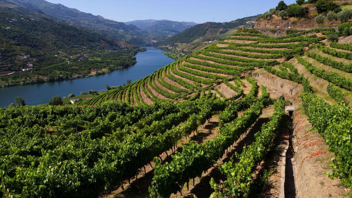 Vineyards along the Douro River Valley in Portugal. International Culinary Tours takes participants on a 10-day trip to Lisbon, Porto and the valley.