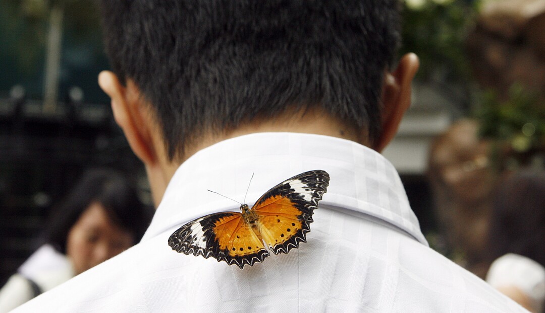 A butterfly rests on a man's collar at Changi Airport.
