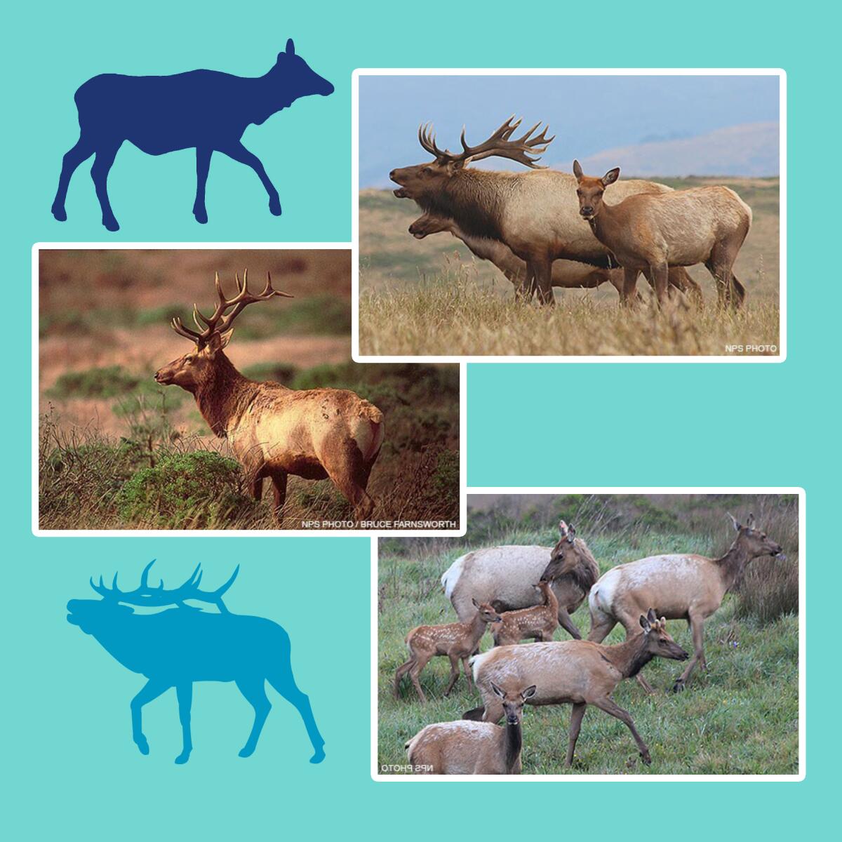 A collage of photos and illustrations of tule elk in the wild