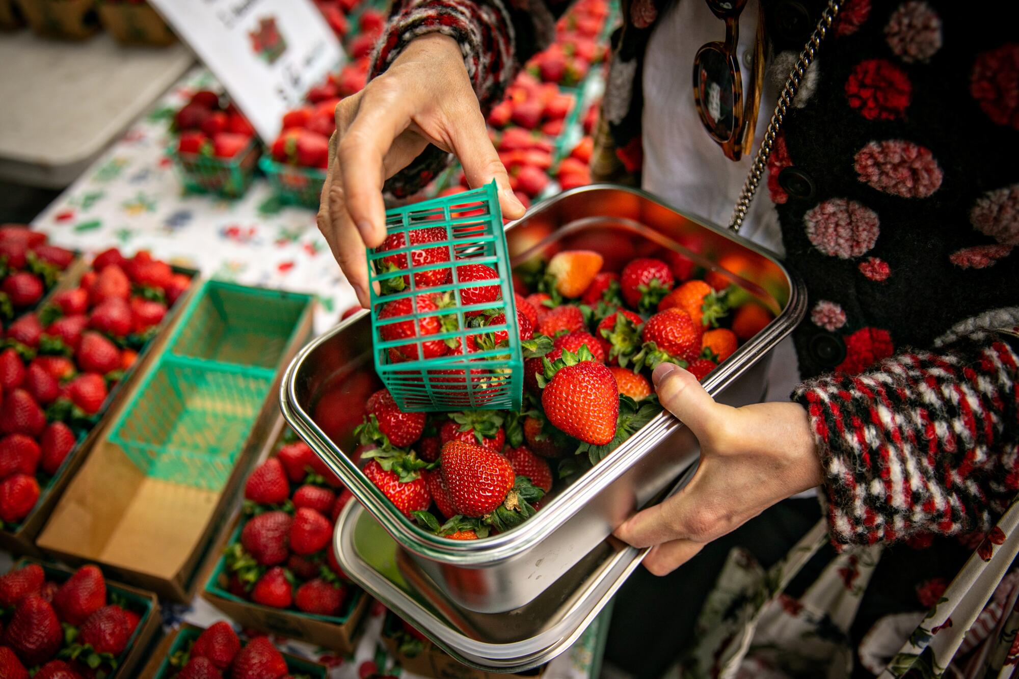 Hands pouring strawberries from a plastic green basket into a metal container.